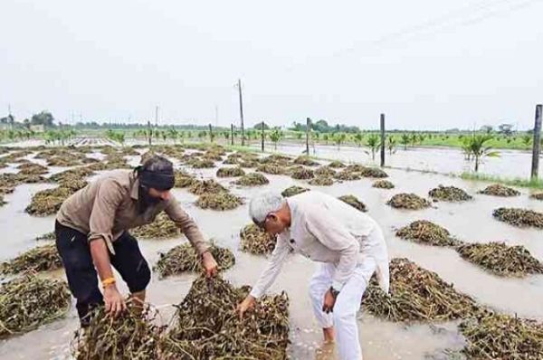 માવઠાથી ખેડૂતોની માઠી દશા: કસોમસમી વરસાદથી મગફળી-સોયાબીનનો પાક પાણીમાં ગરકાવ, ખેડૂતોને મોટું નુકસાન