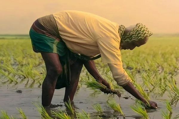 ભારે વરસાદથી પાકનો નાશ, ગુજરાત સરકારની ખેડૂતોને દિવાળી ગિફ્ટ, 947 કરોડના રાહત પેકેજની જાહેરાત