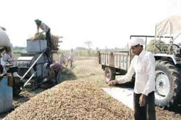 ગુજરાતમાં ખરીફ પાકનું વાવેતર: જુવાર, મકાઈ,લીલા ચણાનું વાવેતર ઘટ્યું, મગફળી બાજરી, કઠોળનું વધ્યું