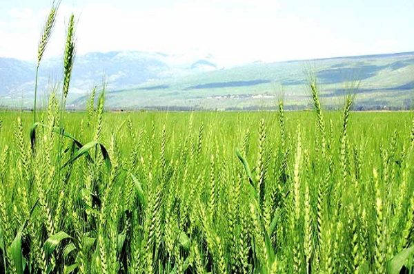 ICAR એ ઘઉં અને જવની 28 નવી જાતોને મંજૂરી આપી, ખેડૂતોને મળશે વધુ સારી ઉપજ, વિવિધ રોગોથી બચાવી શકાશે 