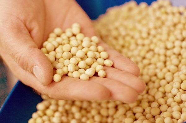 પીળા વટાણા પર આયાત ડ્યુટીમાં વધારો, 1 નવેમ્બર, 2025 થી નવા દર લાગુ