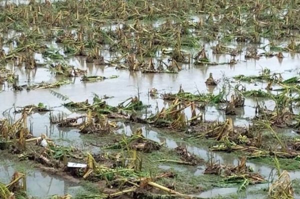 ગુજરાતમાં પ્રાથમિક અંદાજો મુજબ માવઠાથી ખેતીપાકને પાંચ હજાર કરોડનું જંગી નુક્સાન