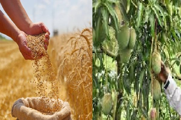 અનાજની ખેતી છોડીને ફળોની ખેતી તરફ વળેલા ખેડૂતો ખુશ, આવકમાં 10 ગણો વધારો થયો!