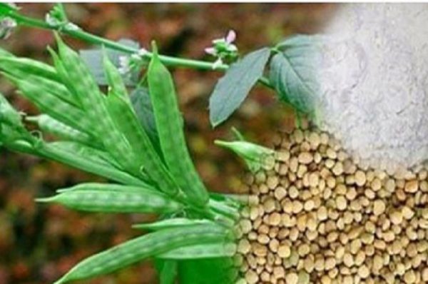 ગુવાર બજાર ઉપરતળે, માંગમાં ઘટાડો અને પુરવઠો વધતા ચિંતા વધી, હવે કેવાં રહેશે ભાવ?