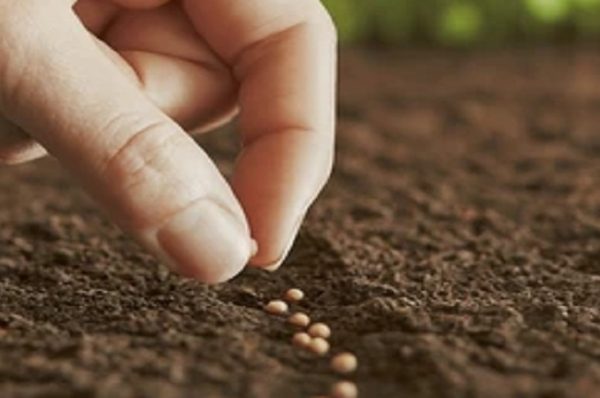 ચીની ખરીદીને કારણે સરસવનું વાવેતર રેકોર્ડ સ્તરે પહોંચ્યું, શું આનાથી ભાવ પર અસર થશે?