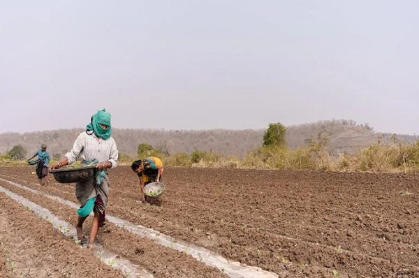 કેન્દ્રએ ખાતરના કાળાબજાર સામે મોટી કાર્યવાહી કરી, ગુજરાત સહિત દેશભરમાં 3.17 લાખ દરોડા પાડ્યા અને 3,645 લાઇસન્સ રદ કર્યા
