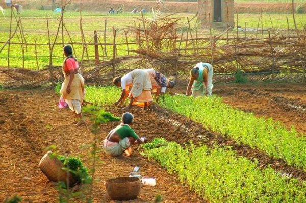 86 ટકા ખેડૂતો નવી કૃષિ તકનીકોથી વાકેફ નથી, રિપોર્ટમાં ચોંકાવનારા ખુલાસા