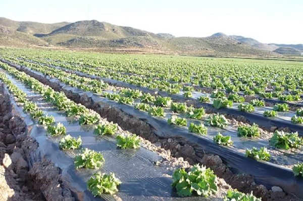 ખેતરની સુરક્ષા: શું તમે પ્લાસ્ટિક મલ્ચિંગનો પ્રયાસ કર્યો છે? આધુનિક ખેતીમાં તેના ફાયદા અને ખર્ચ વિશે જાણો…