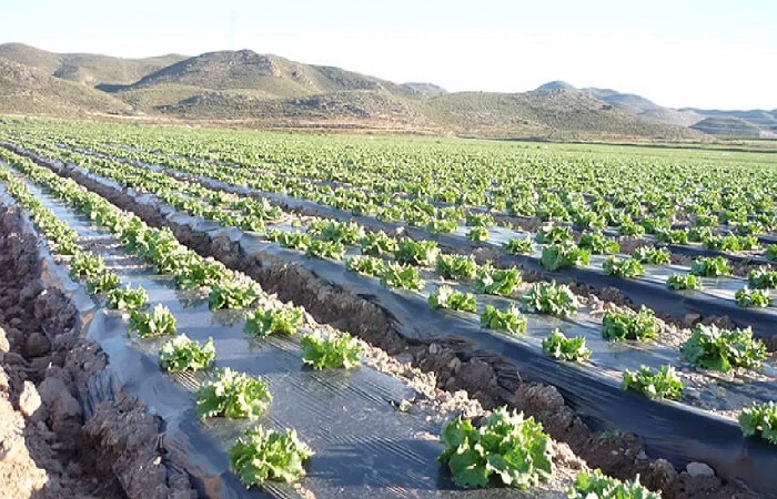 જિનેટીકલી મોડિફાઈડ બિયારણથી જ પાક લેવા ડોનાલ્ડ ટ્રમ્પે કરેલા દબાણ સામે ન ઝૂકવાનો ભારત સરકારનો નિર્ધાર