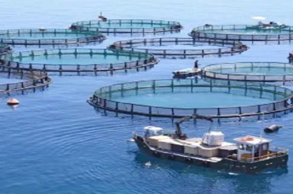 ગુજરાતનો દરિયાકાંઠો બન્યો ‘બ્લૂ ઇકોનોમી’નું પાવરહાઉસ: વાર્ષિક 10.42 લાખ મેટ્રીક ટનથી વધુ મત્સ્ય ઉત્પાદન