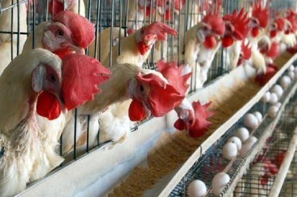 વધતા ખર્ચને કારણે પોલટ્રી ઉદ્યોગ ભીસમાં, GM મકાઈની આયાતની માંગમાં વધારો, જાણો સમગ્ર બાબત