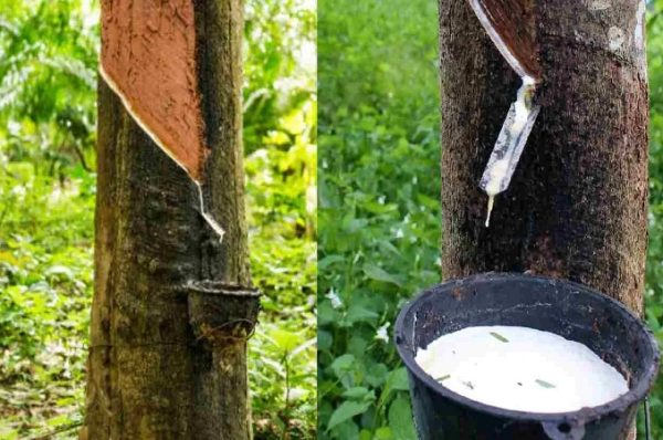 આ છોડ ‘સફેદ સોના’ થી ઓછો નથી, ખેતી કરી ખેડૂતો કરી રહ્યા છે લાખોની કમાણી