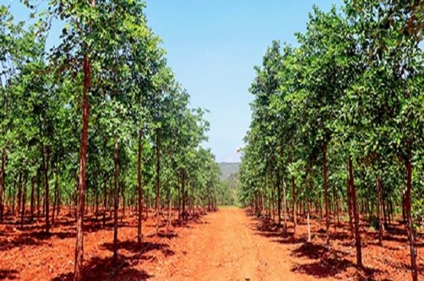 લાલ ચંદનની ખેતી વધારવા અને દાણચોરીને નાથવા NBA એ આંધ્રપ્રદેશને 39.84 કરોડ આપ્યા, કુલ ભંડોળ 100 કરોડને પાર