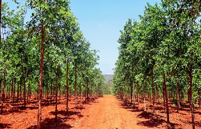 લાલ ચંદનની ખેતી વધારવા અને દાણચોરીને નાથવા NBA એ આંધ્રપ્રદેશને 39.84 કરોડ આપ્યા, કુલ ભંડોળ 100 કરોડને પાર