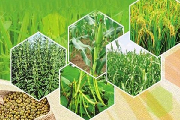 ચોખાના ભાવ અંગે મોટું અપડેટ, કૃષિ મંત્રાલયે ઉત્પાદન ડેટા જાહેર કર્યો, તેલીબિયાં અને કપાસના પાક અંગેની વિગતો જાણો