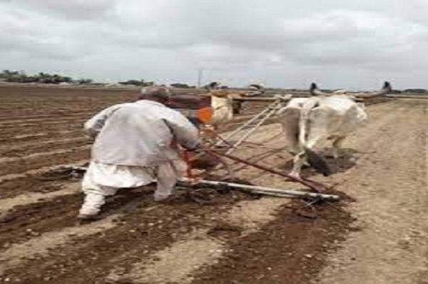 ગુજરાતમાં ઘઉંનું બમ્પર વાવેતર, મસાલા પાક, વરિયાળી અને જીરૂના વાવેતરમાં ઘટાડો, બટાટાનું વાવેતર જોરમાં, ડૂંગળીની સ્થિતિ જાણો