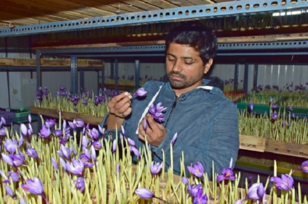 કાશ્મીર જેવુ વાતાવરણ ઉભુ કરી વડોદરામાં કેસરની ખેતી: વૈભવ અને આસ્થા પટેલ છે પ્રીમિયમ મોગરા કાશ્મીરી કેસરની એરોપોનિક ખેતીમાં માસ્ટર