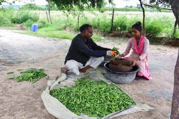 ગુજરાતમાં ભીંડાના વાવેતરનું રેકોર્ડ ઉત્પાદન, પણ ભાવ ક્યારે ઘટશે, ભાવમાં જોવા મળતો વધારો