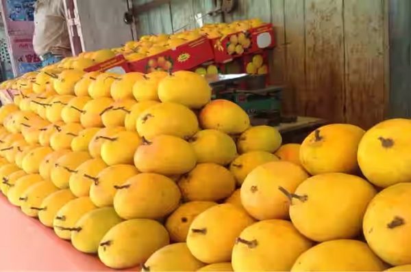 નવો વિવાદ: વલસાડી હાફૂસ કેરીને GI ટેગ,સાંસદ ધવલ પટેલે આપ્યું સમર્થન, મહારાષ્ટ્રનાં વિપક્ષોનો વિરોધ