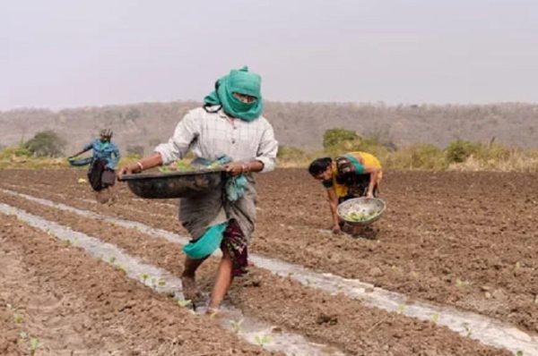 કેન્દ્ર સરકારની હલકી ગુણવત્તાવાળા ખાતરો અને ખાતરના કાળાબજાર સામે મોટી કાર્યવાહી, 5,371 કંપનીઓના લાઇસન્સ રદ, 446 સામે FIR