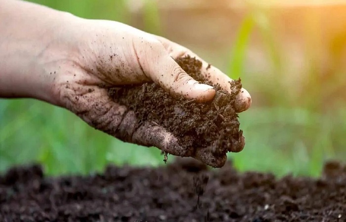 કેન્દ્રનો દાવો: નવેમ્બરના પહેલા ત્રણ અઠવાડિયામાં DAP અને યુરિયાનો વપરાશ વધ્યો, કોમ્પલેક્સ યુરિયાનો વપરાશ ઘટ્યો