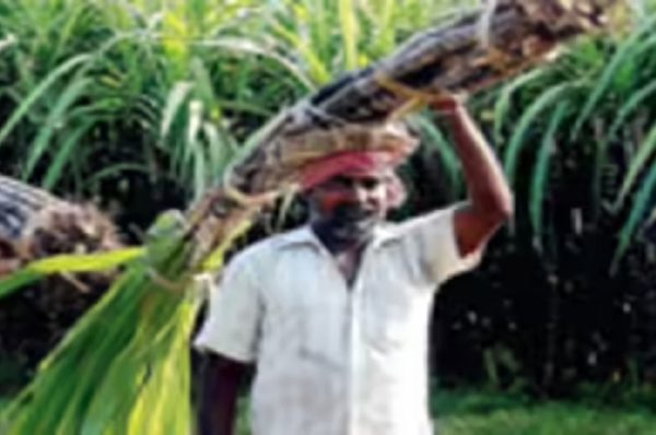 દેશનાં આ 10 રાજ્યોમાં થાય છે શેરડીનું સૌથી વધુ ઉત્પાદન, ક્યું રાજ્ય છે નબંર વન અને ગુજરાતનો નંબર કેટલો?