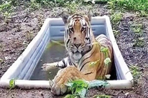 ગુજરાતને સત્તાવાર રીતે ટાઈગર સ્ટેટ જાહેર કરાયુઃ પર્યાવરણ પ્રેમીઓ ખુશ