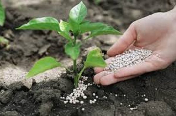 નેનો ખાતરોને કાયમી મંજૂરી આપતા પહેલા તેના લેબ ટેસ્ટના પરિણામોની કૃષિ મંત્રાલય ચકાસણી કરશે