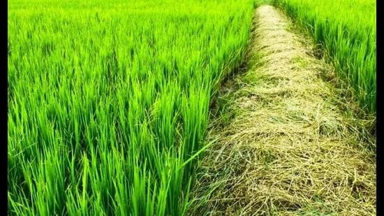 GSTના ઘટેલા દરથી ખેતીના ક્ષેત્રમાં મોટા પરિવર્તનો આવશે