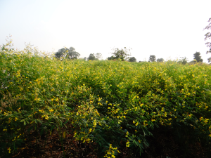 ખેડૂતો માટે તુવેરની ખેતી હવે વધુ સલામત બની જશે
