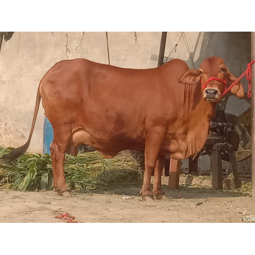 કેન્દ્રીય આરોગ્ય મંત્રાલયનો પશુઓ માટેની બે એન્ટીમાઇક્રોબાયલ્સ દવાઓ પર પ્રતિબંધ મૂકવાનો પ્રસ્તાવ